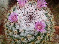 Mammillaria bombycina JLcoll.2559.JPG